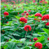 Estratto di ginseng - Pulsero Ingredienti 